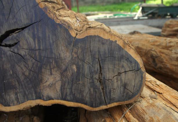 8 cây gỗ tươi quý hiếm - AFRICAN BLACKWOOD