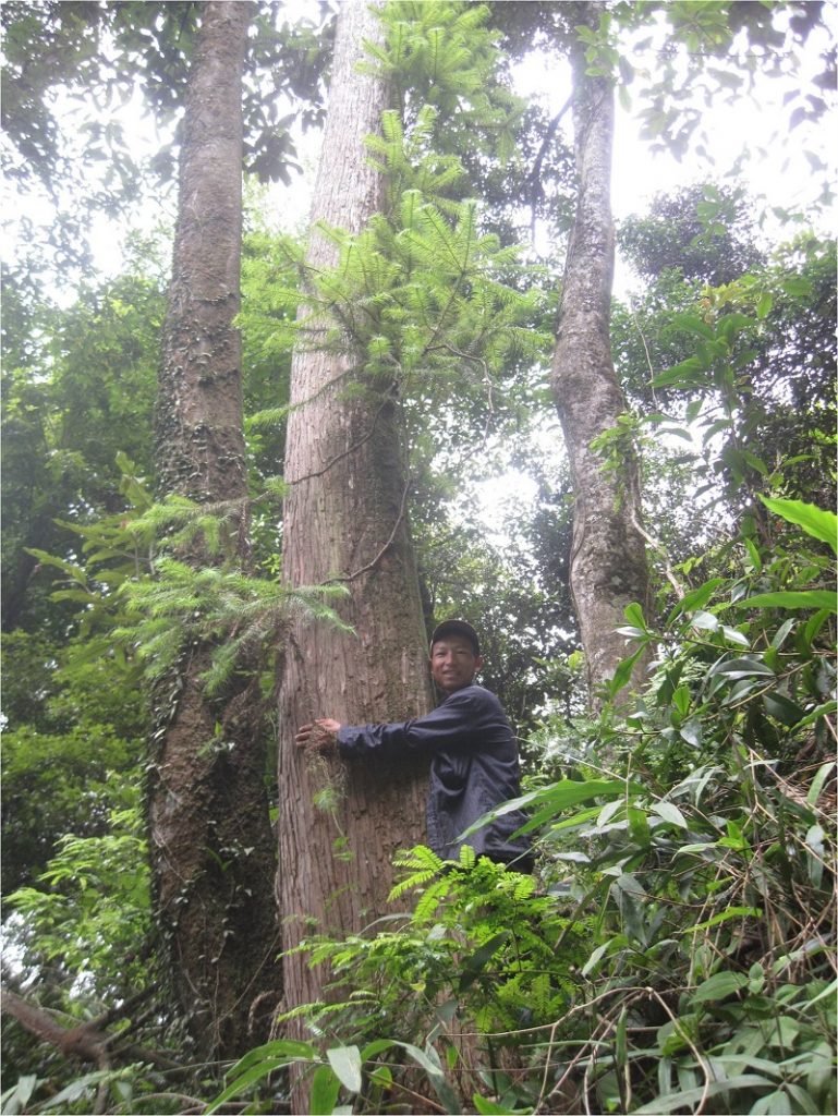 Các loại gỗ quý ở Việt Nam
