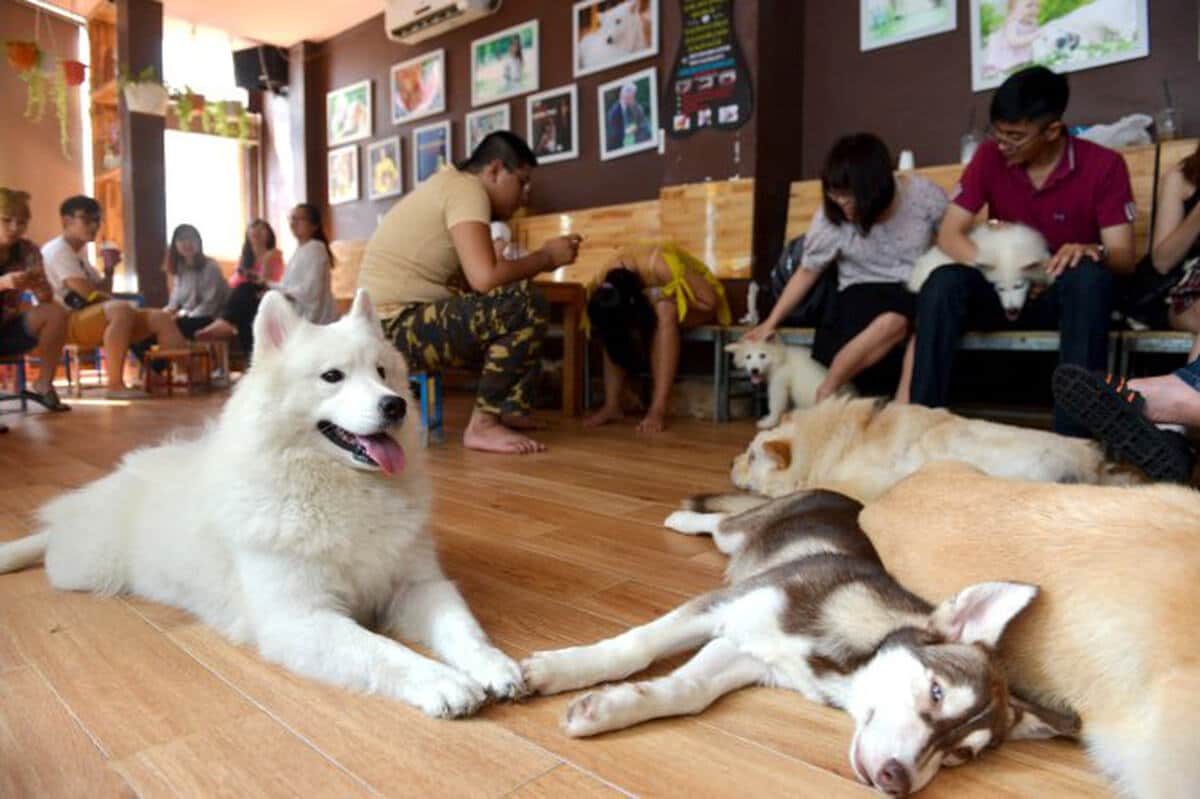 Mô hình kinh doanh kết hợp quán cafe với giao lưu thú cưng